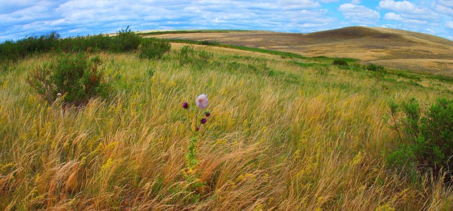 Великие равнины Северной Америки