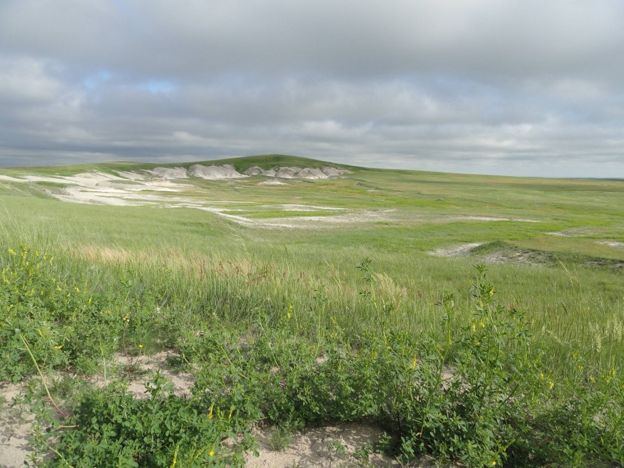 Сазовые степи России