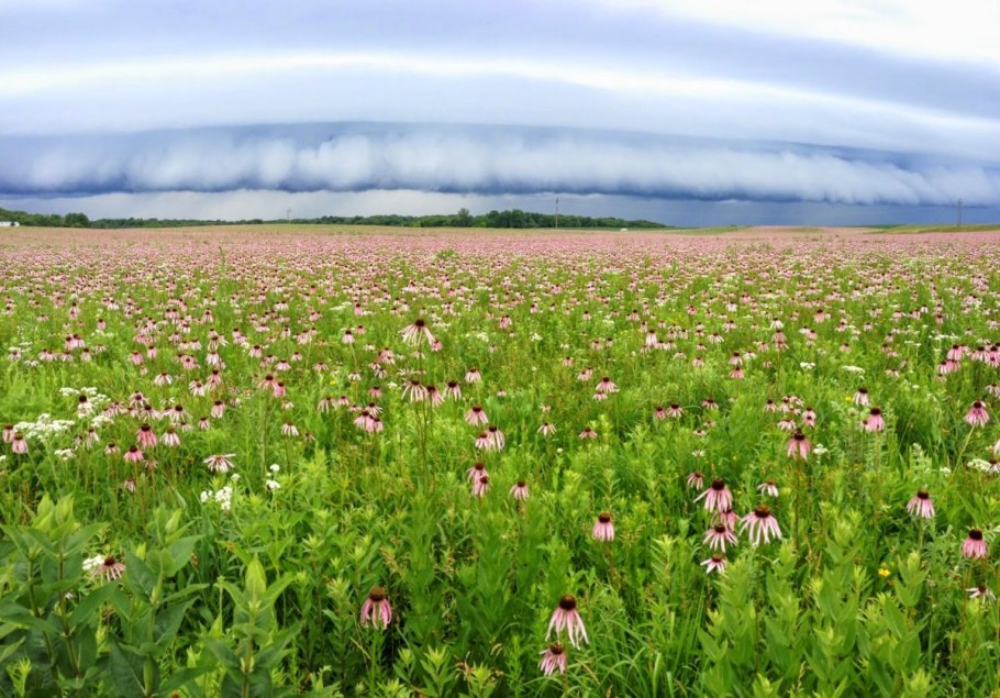 Тундра и степь