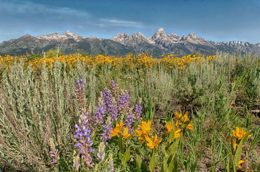 Гранд титон горные луга