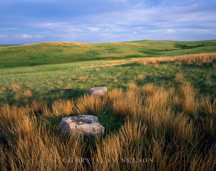 Йеллоустонский Бизон