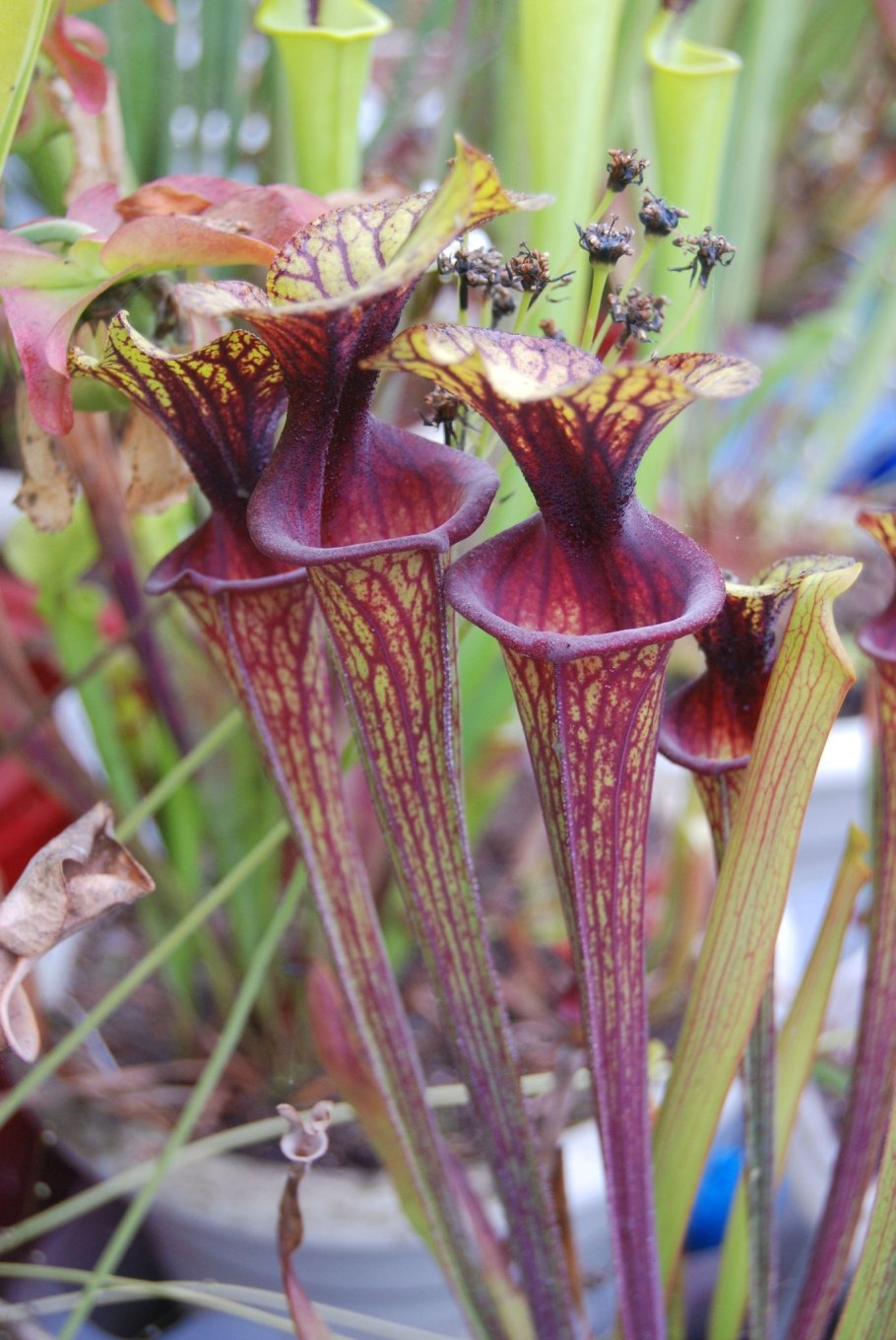 Саррацения (Sarracenia)