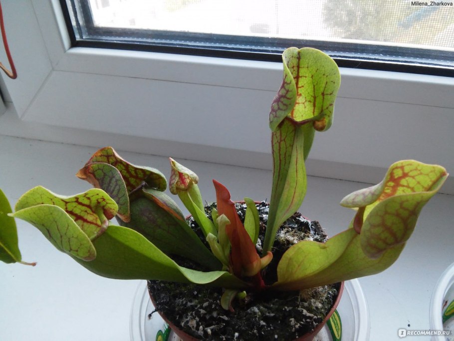 Саррацения попугайная