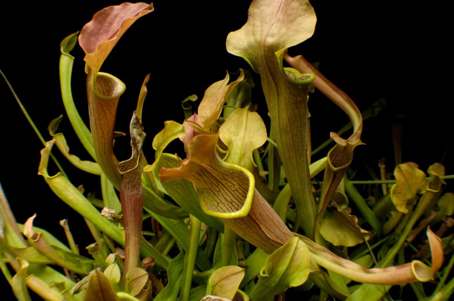 Саррацения purpurea