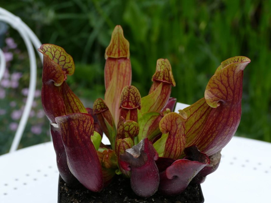 Саррацения Дракула