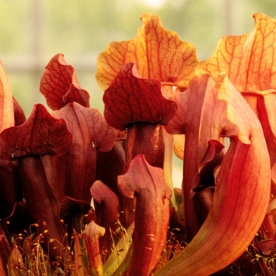 Фото Sarracenia purpurea Seeds Purple carnivorous Plants
