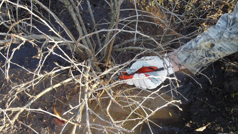 Пинцировка смородины