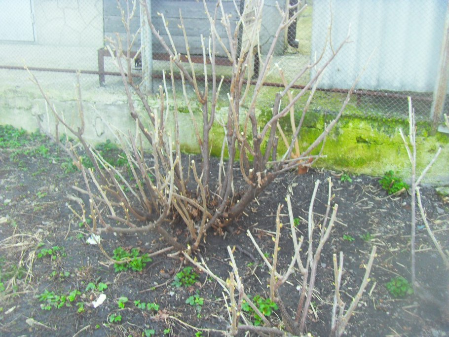 Обрезка кустарников смородины весной