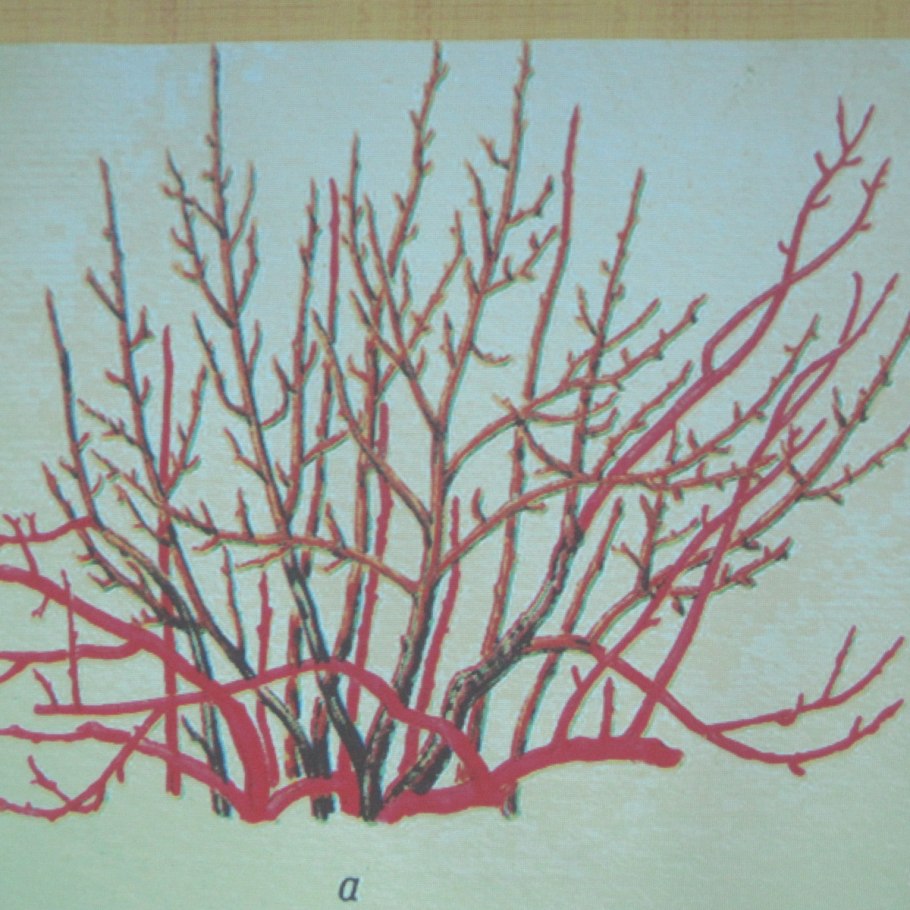 Строение куста черной смородины схема