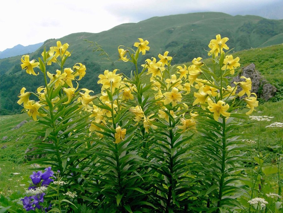 Лилия Кавказская Сочинский национальный парк