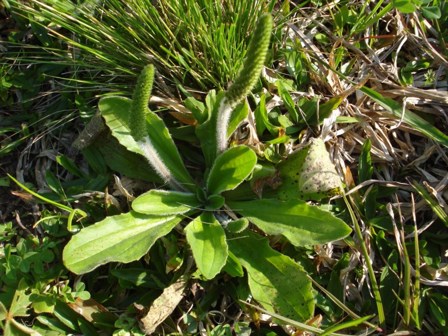 Съедобные лекарственные растения Дагестана