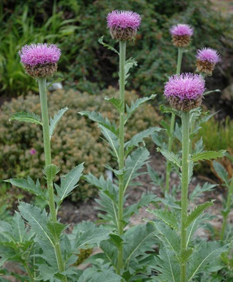 Лекарственные травы Демерджи