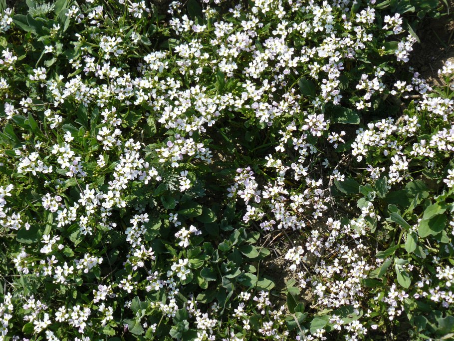 Целебные горные травы