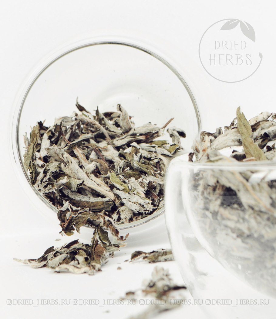 Молочай желтеющий (Euphorbia lutescens)