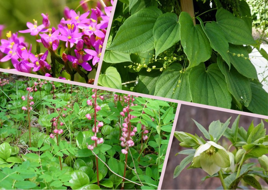 Зопник трава