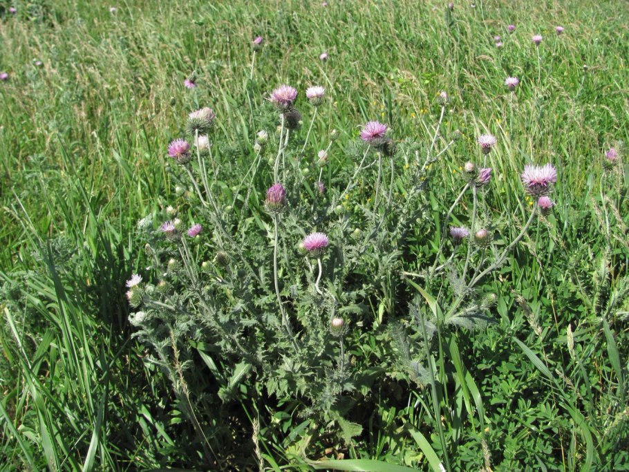 Сосновский Дагестанская растения