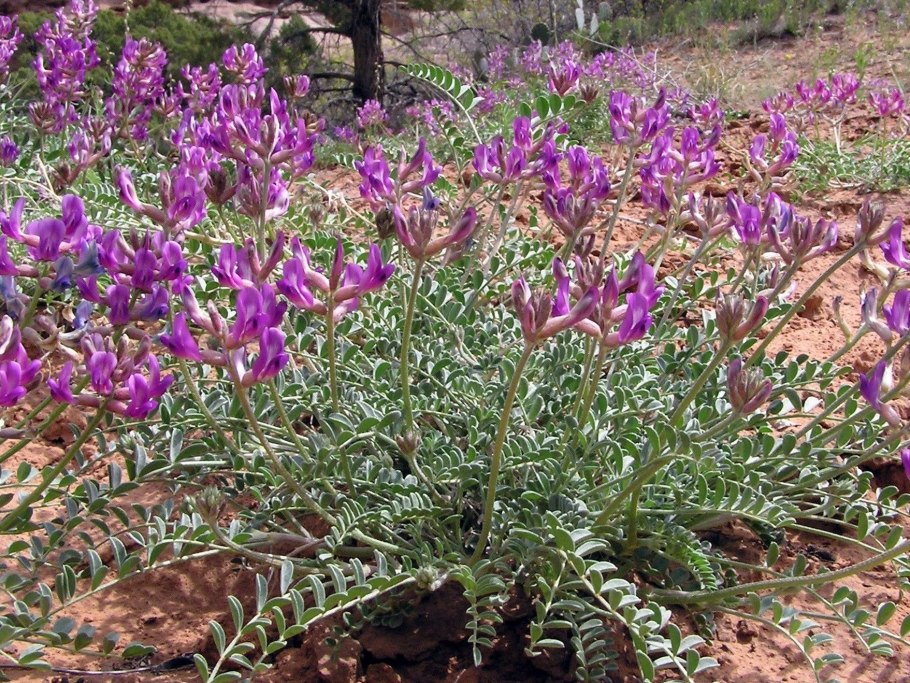 Растение авран лекарственный