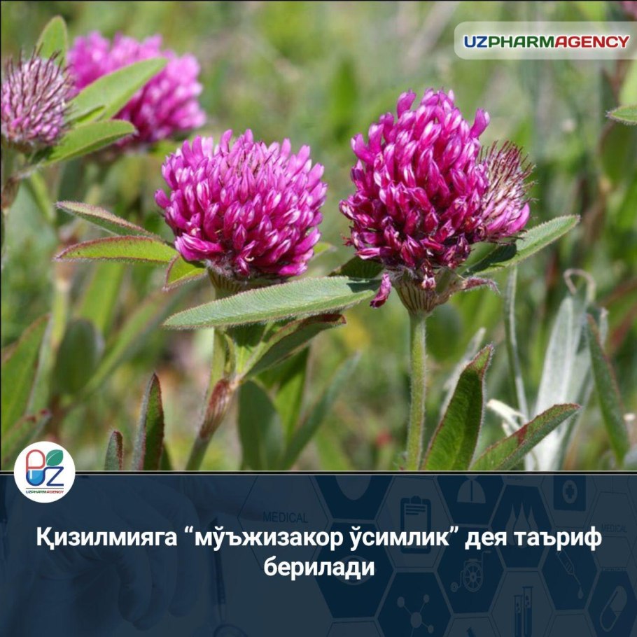 Клевер Луговой и Клевер горный