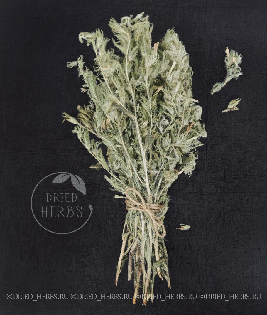 Оносма колючая