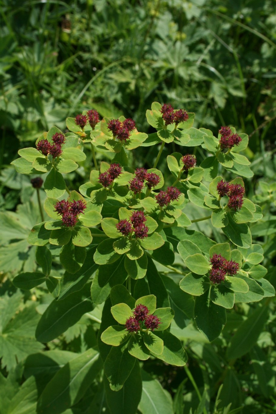 Лапчатка Камчатская