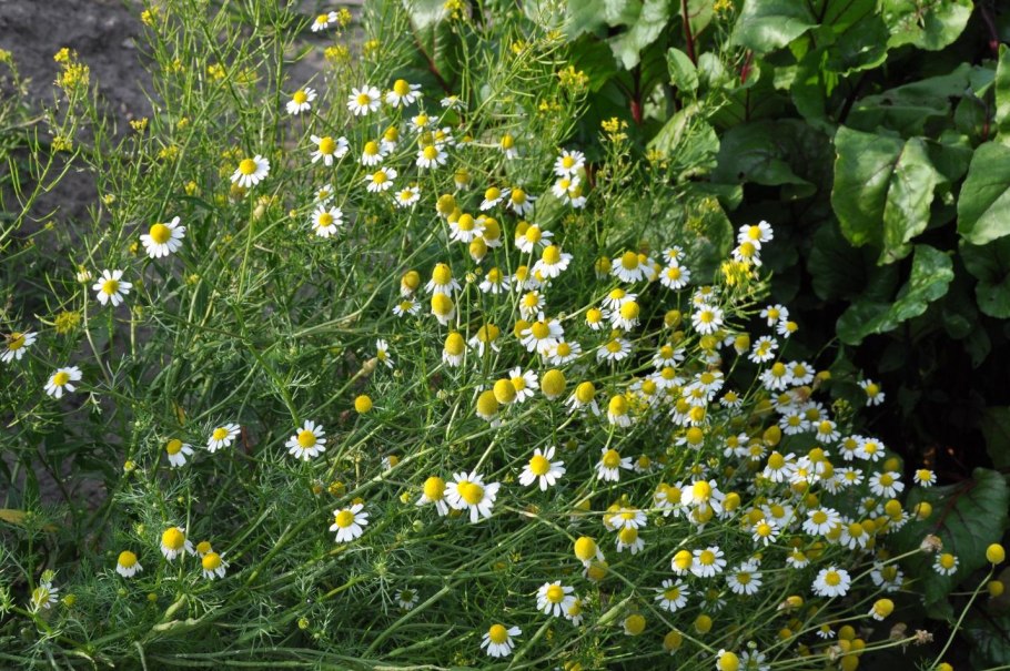 Лекарственные растения Дагестана картинки