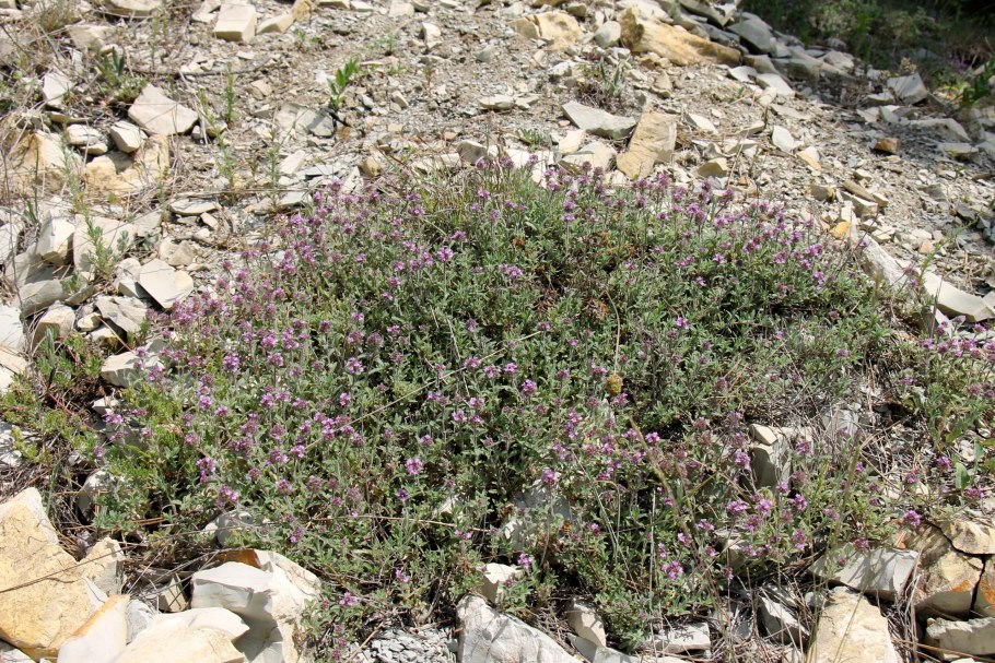 Чабрец дикий