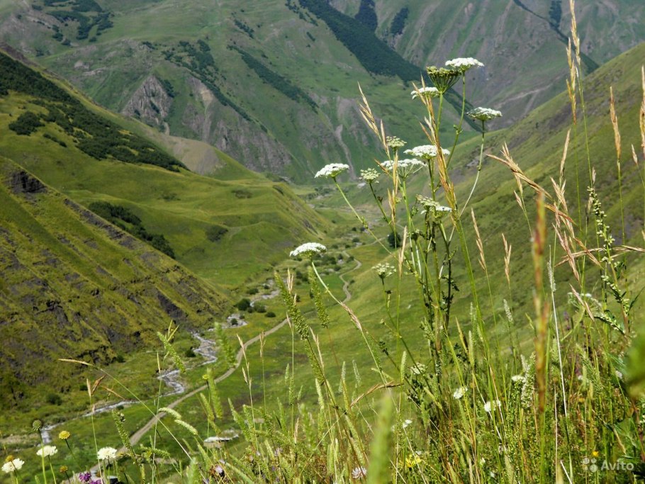 Горные травы Дагестана лечебные