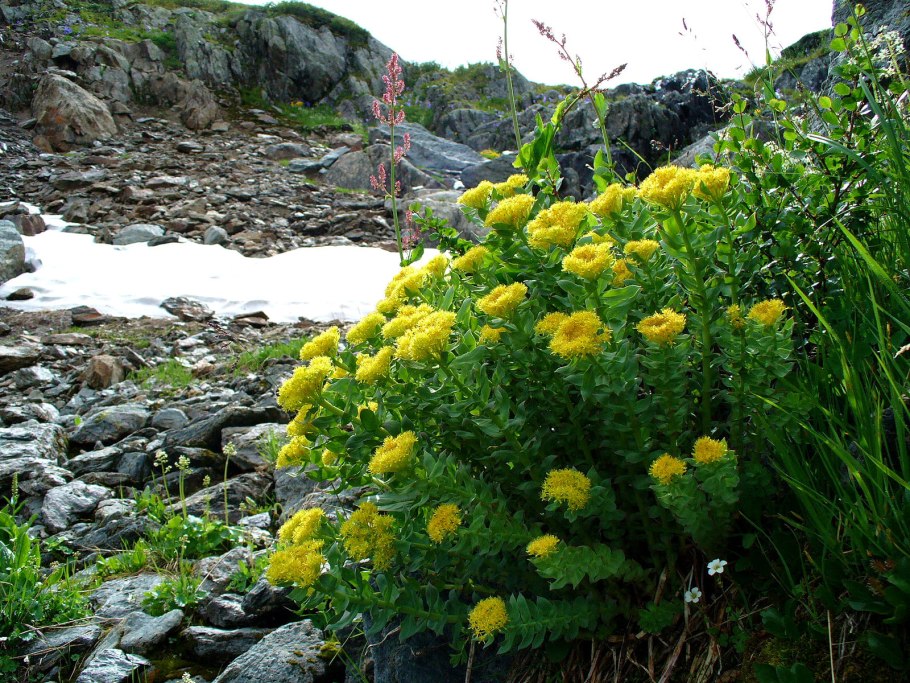 Родиола розовая rhodiola rosea