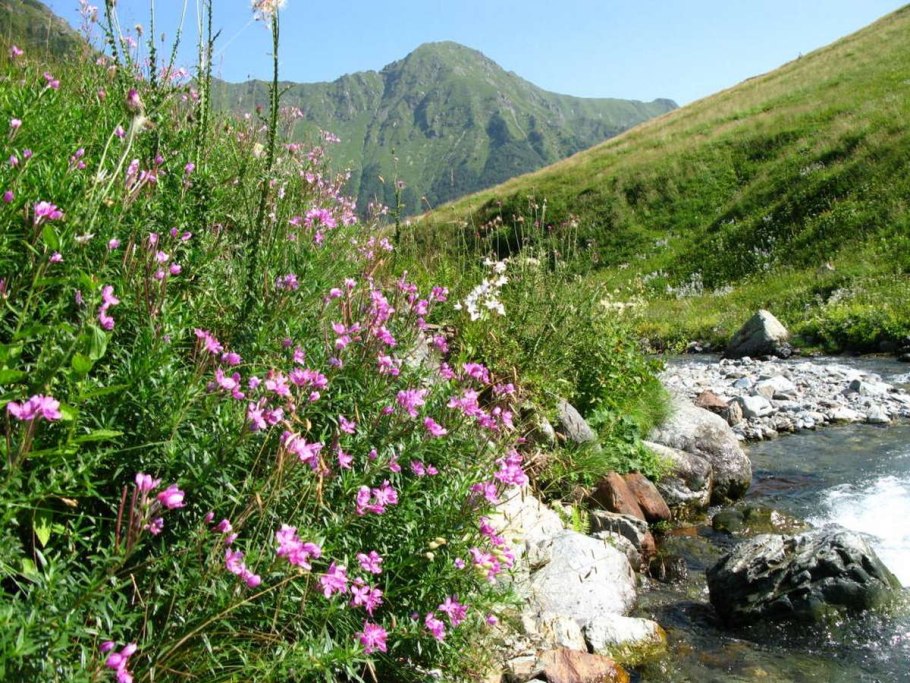 Чабрец горный Дагестан