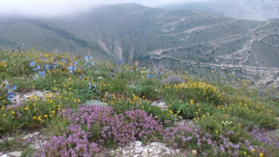 Чабрец полевой в Крыму