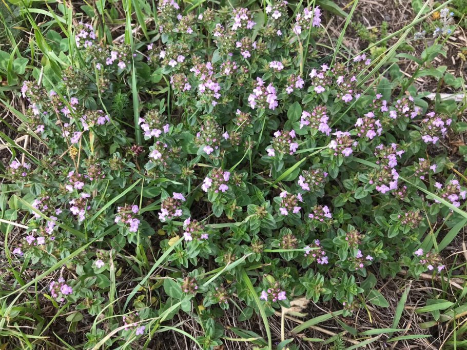 Дягиль – archangelica officinalis