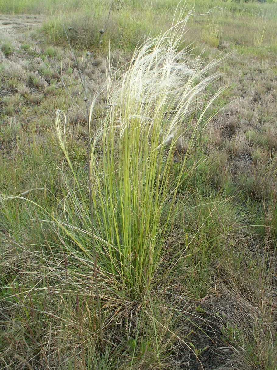 Ковыль (Stipa)