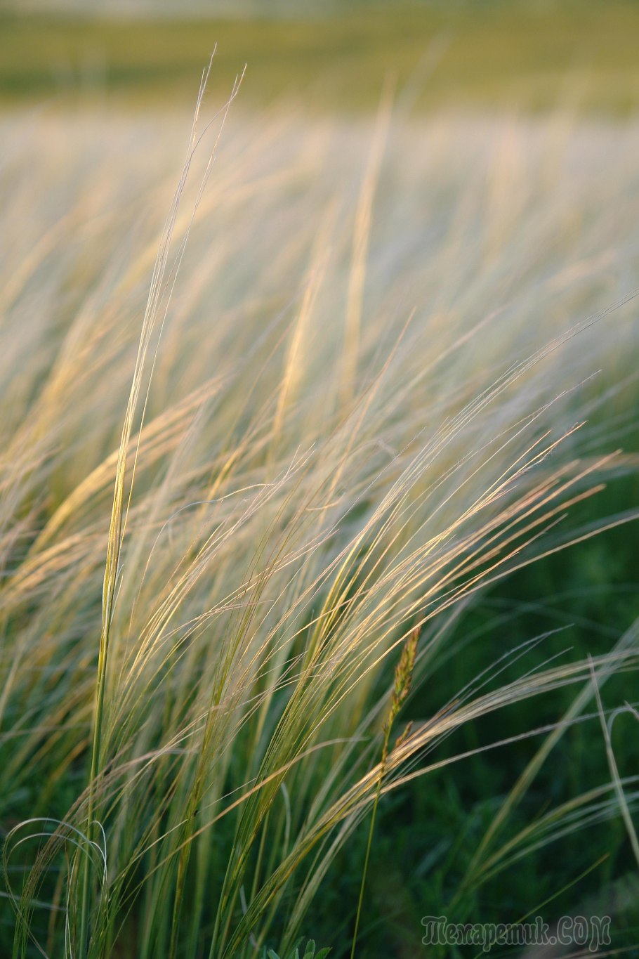 Ковыль Дальневосточный