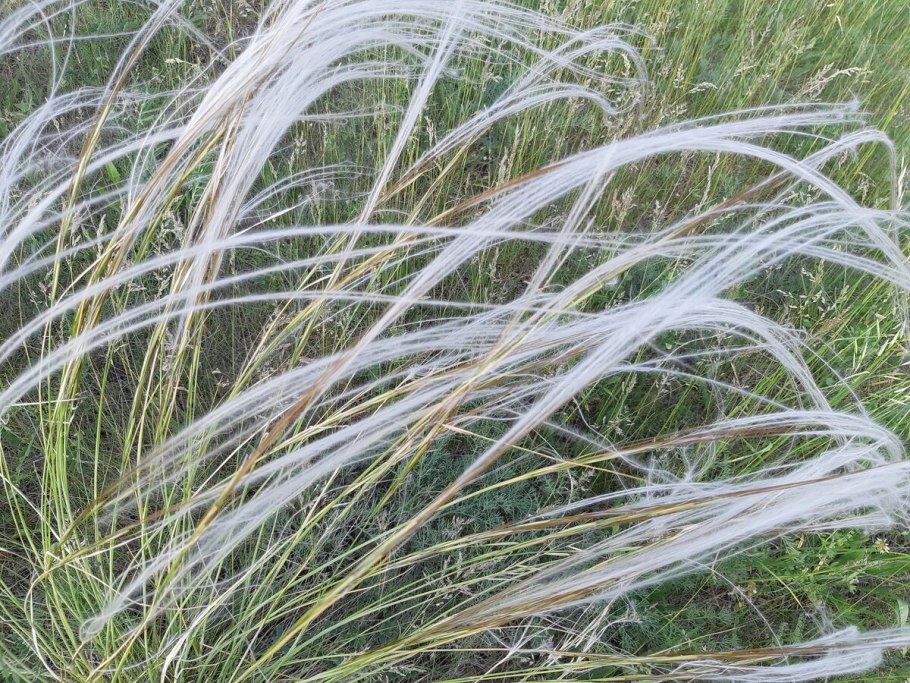 Ковыль ячмень гривастый (Hordeum jubatum)