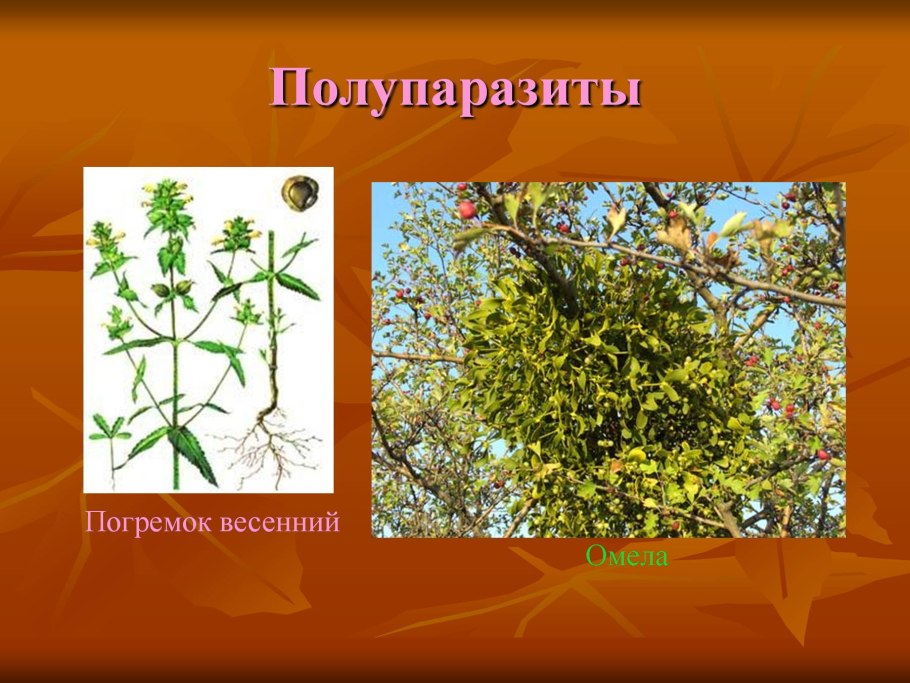 Ловчие аппараты растений
