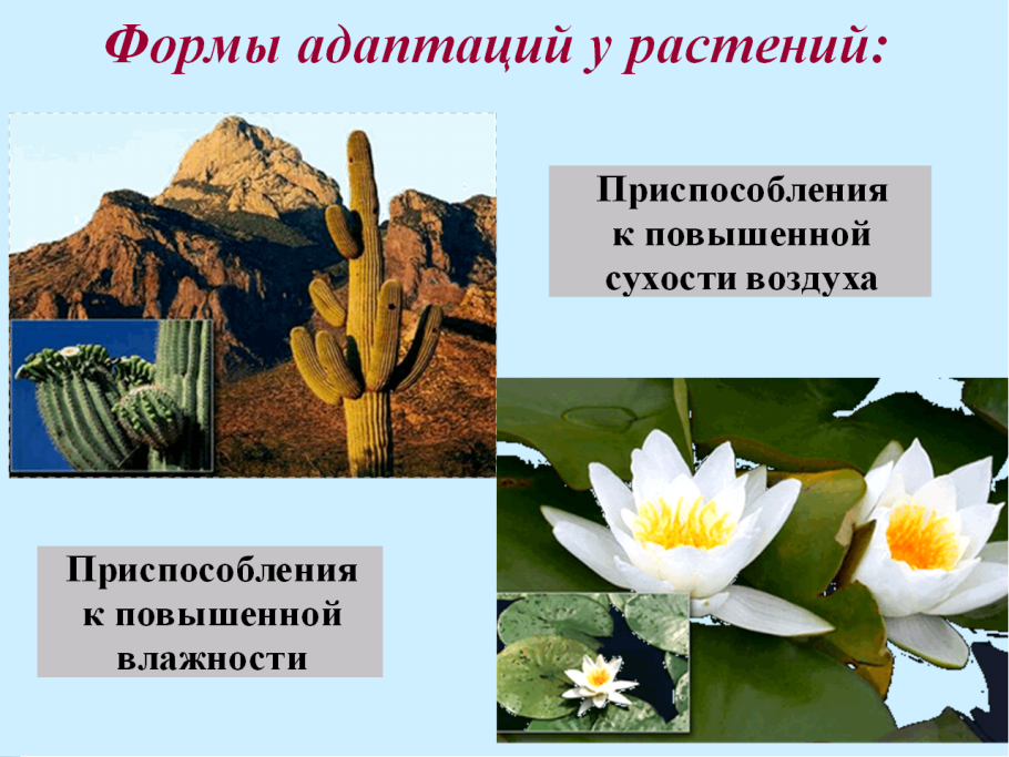 Рускус с ягодами