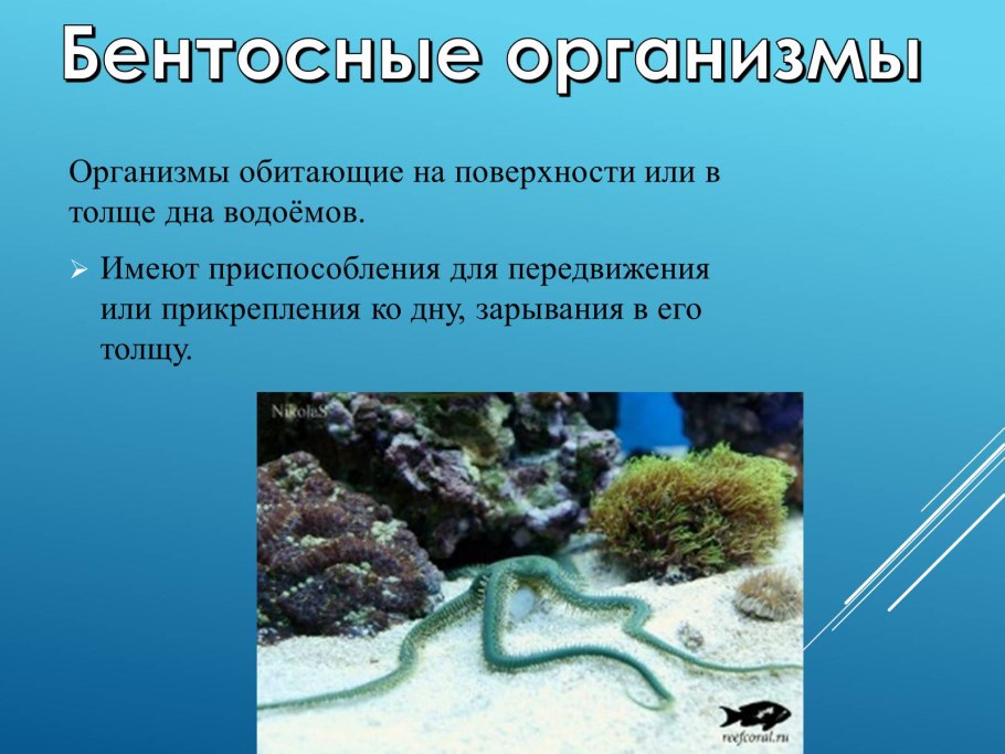 Гидрофиты стрелолист