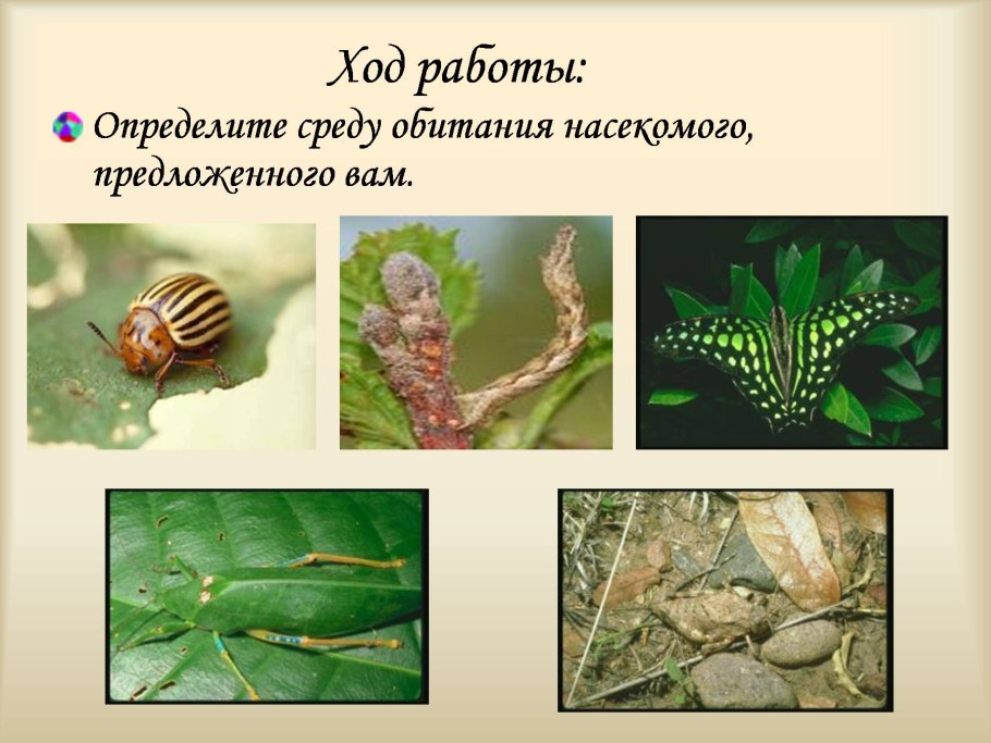 Рускус Акулеатус