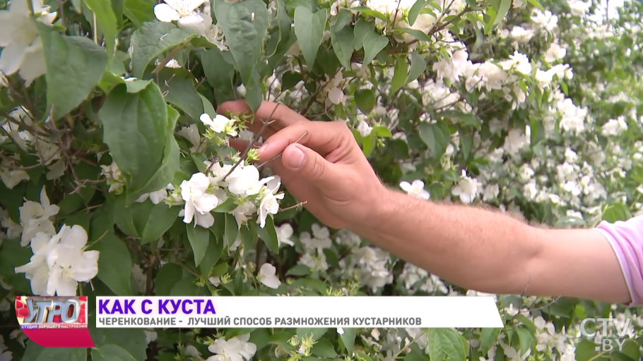 Чубушник жемчуг