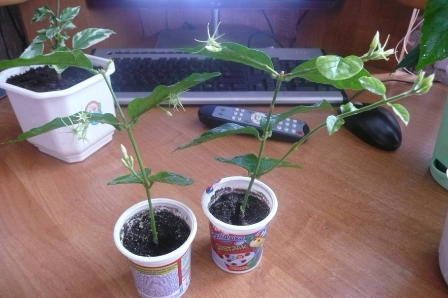 Размножение чубушника жасмина