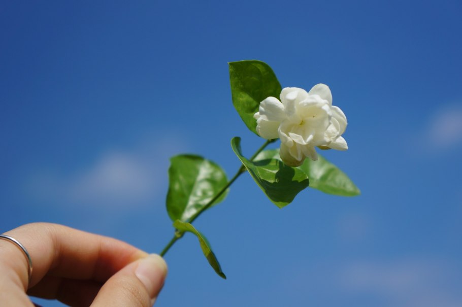 Чубушник семена