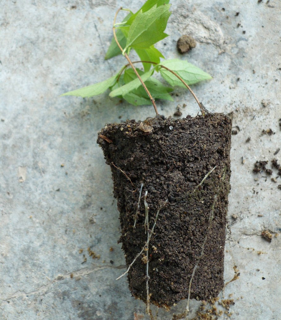 Размножение жасмина черенками