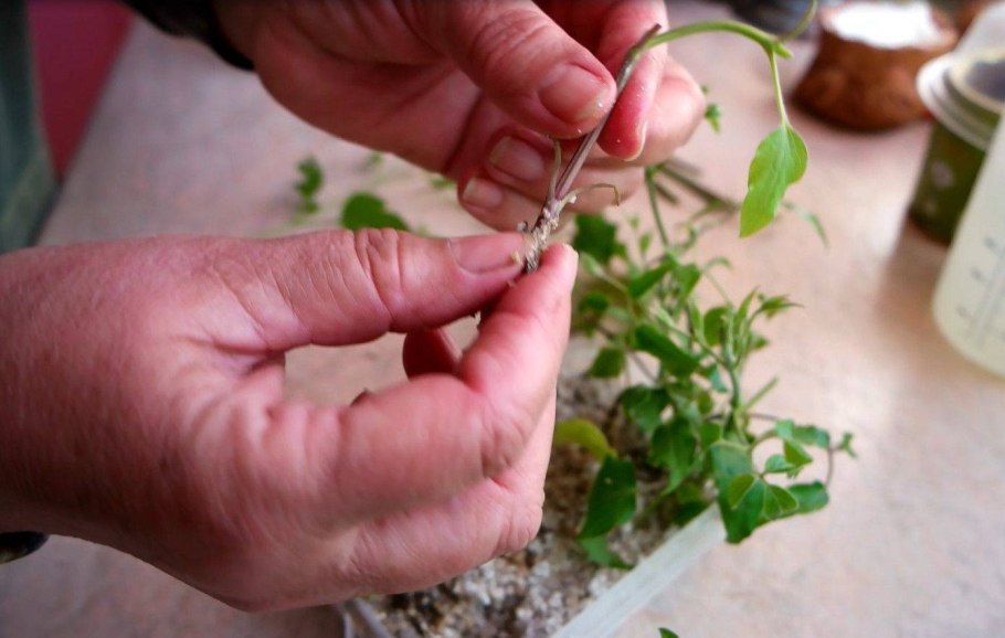 Черенкование плетистой розы