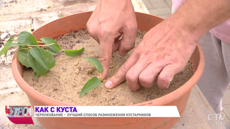 Жасмин размножение