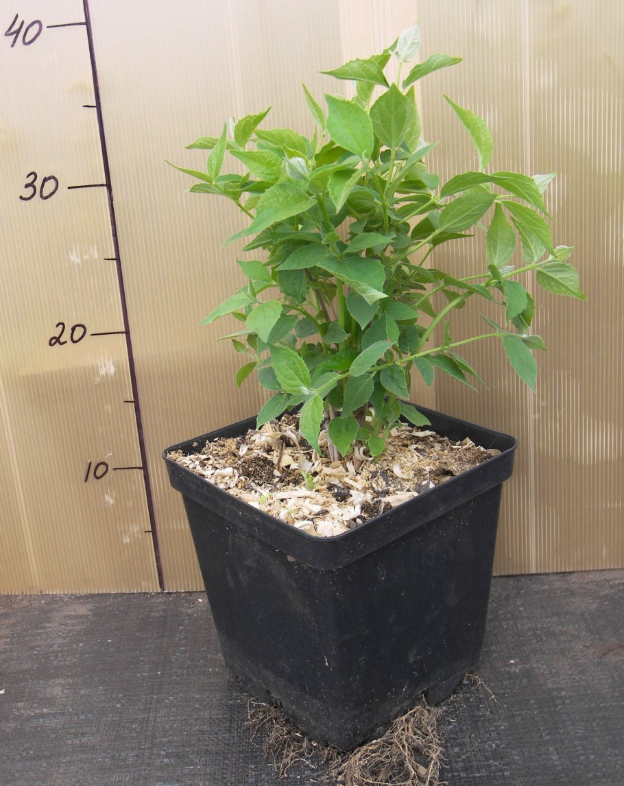 Размножение дерена черенками