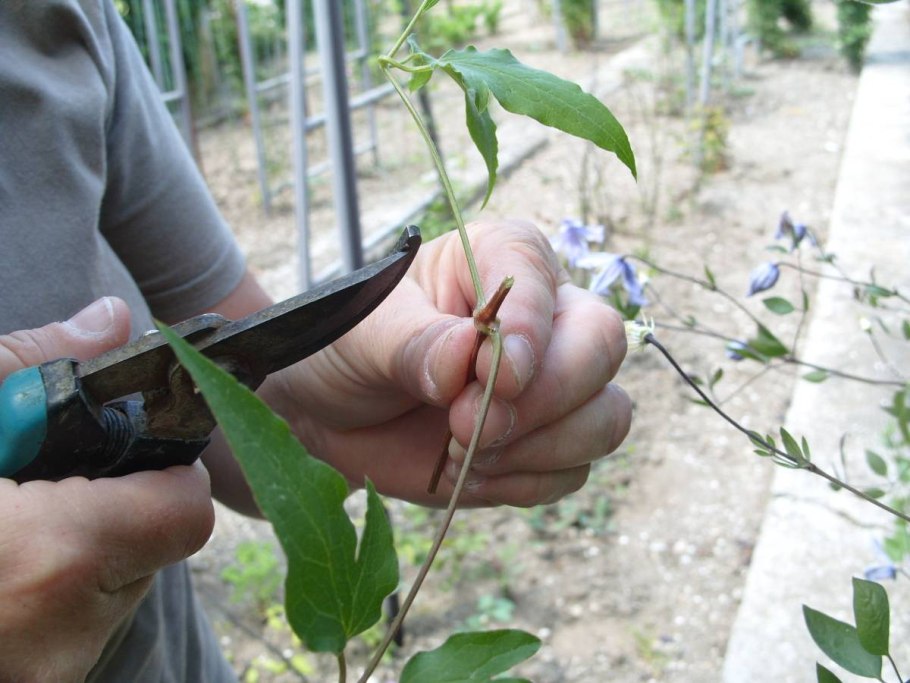 Обрезка плетистой розы после цветения