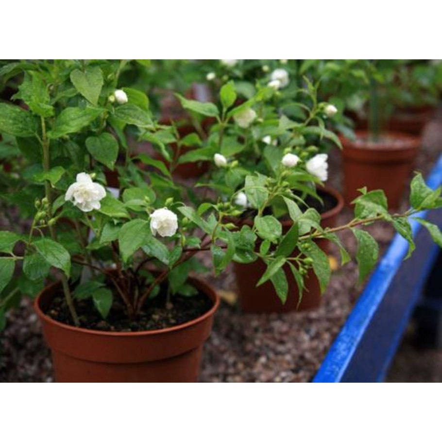 Спирея укоренение черенков