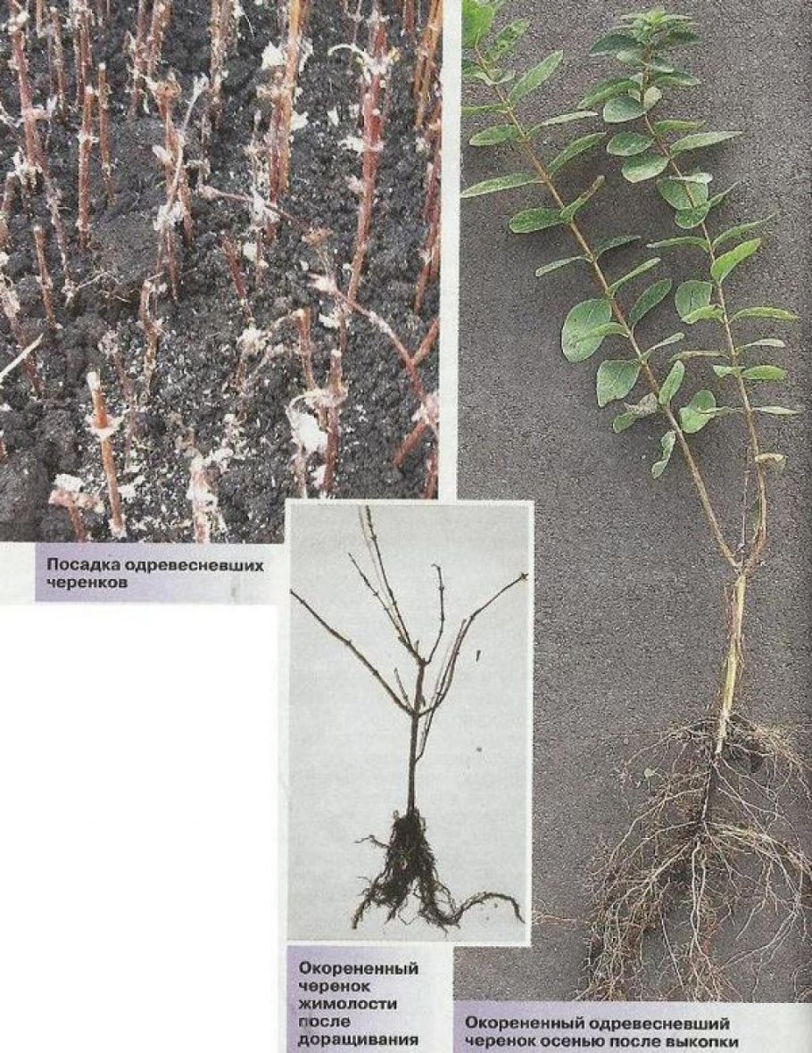 Куст Жасмин саженцы