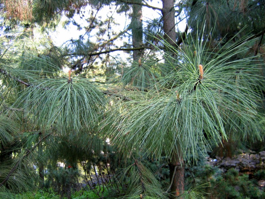 Pinus roxburghii Непал