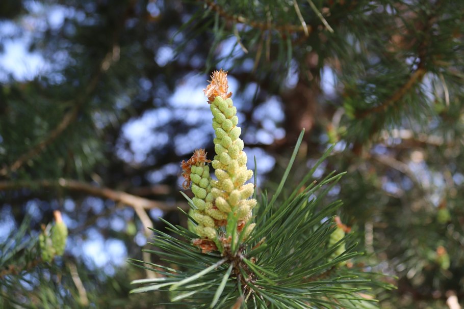 Сосна обыкновенная (Pinus Sylvestris). Шишки
